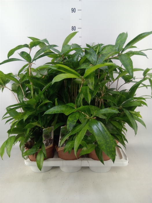 <h4>Dracaena surculosa</h4>