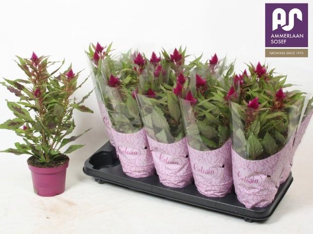 <h4>CEL DEEP PURPLE</h4>