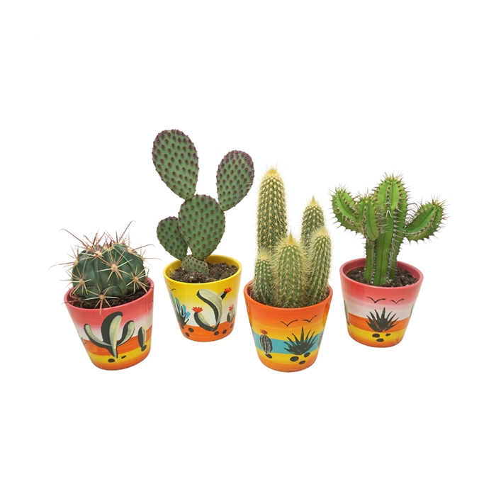 <h4>Cactus mix in 10 cm 'Decorpot'</h4>