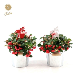 Gaultheria pr. 'Big Berry'® P12 in Zinc Old-Look + Reindeer