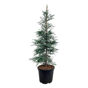 Sequoia semp. 'Steel Blue'