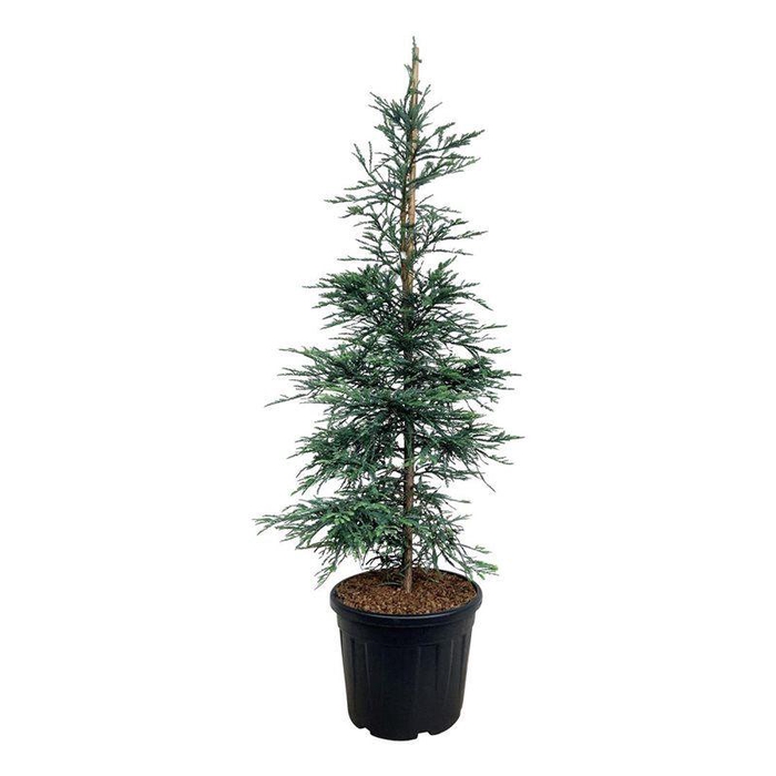 <h4>Sequoia semp. 'Steel Blue'</h4>