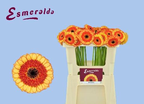 <h4>GE MI DECORA</h4>