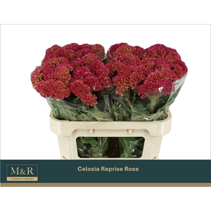 CEL C REPRISE ROSE