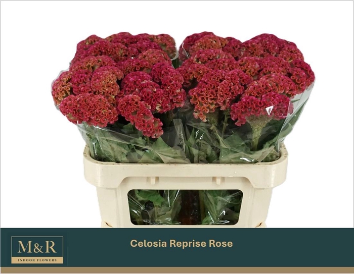<h4>CEL C REPRISE ROSE</h4>