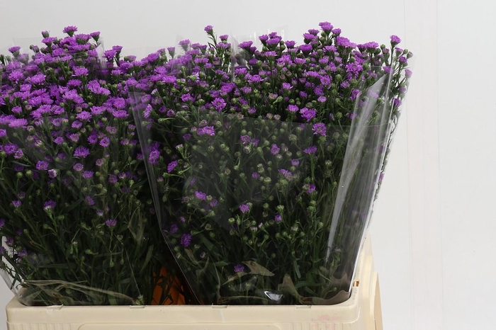 <h4>Aster Baby Pink</h4>