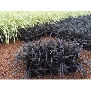 LIRIOPE ROXO/ GRAMA ROXA