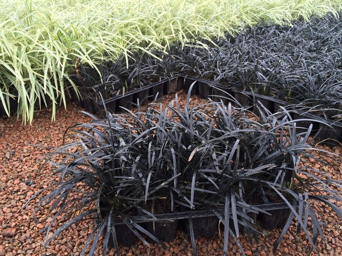 LIRIOPE ROXO/ GRAMA ROXA
