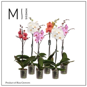 Phalaenopsis Mix 1 spike - 12cm | Mimesis