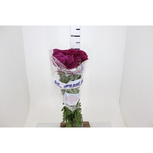 CRISANTEMO SANTINI MALABAR 080 CM VINHO