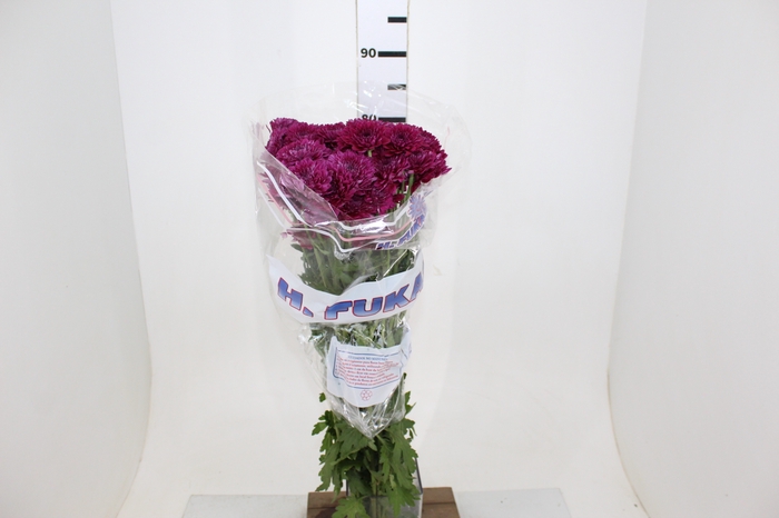 CRISANTEMO SANTINI MALABAR 080 CM VINHO
