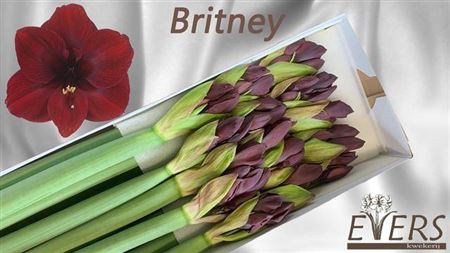 <h4>Hipp Ga Britney</h4>