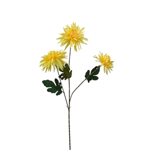 AF Dahlia Spid. spr x3 L77cm y