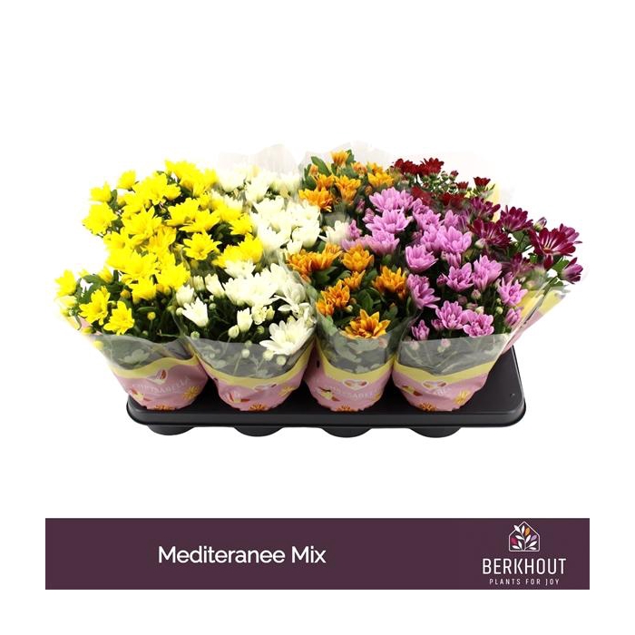 <h4>Chrysant Mediteranee mix</h4>