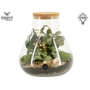 90909: Terrarium arrangement