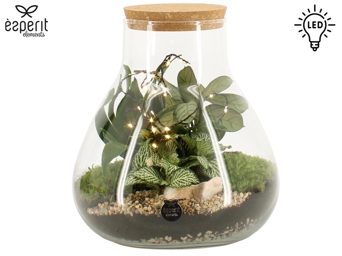 <h4>90909: Terrarium arrangement</h4>