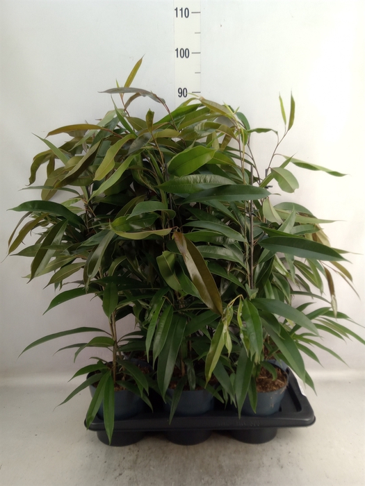 Ficus binn. 'Amstel King'