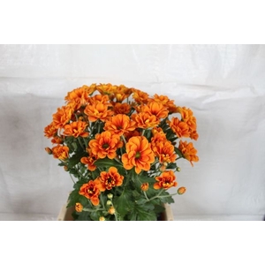 CHR T MANAGUA ORANGE