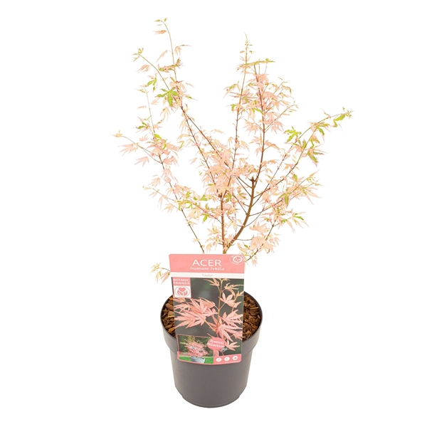 <h4>Acer palm. 'Taylor' ®</h4>