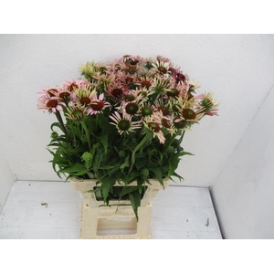 Echi Purpurea