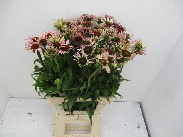 <h4>Echi Purpurea</h4>