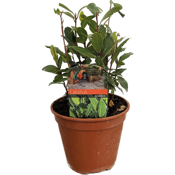<h4>Laurus nobilis</h4>