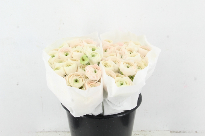 <h4>RAN SUCCES HANOI</h4>