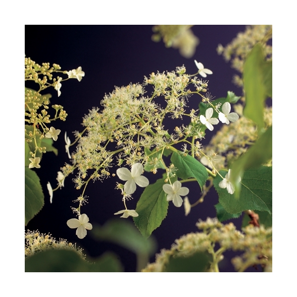 <h4>Hydrangea a. 'Petiolaris' +3.0 label</h4>