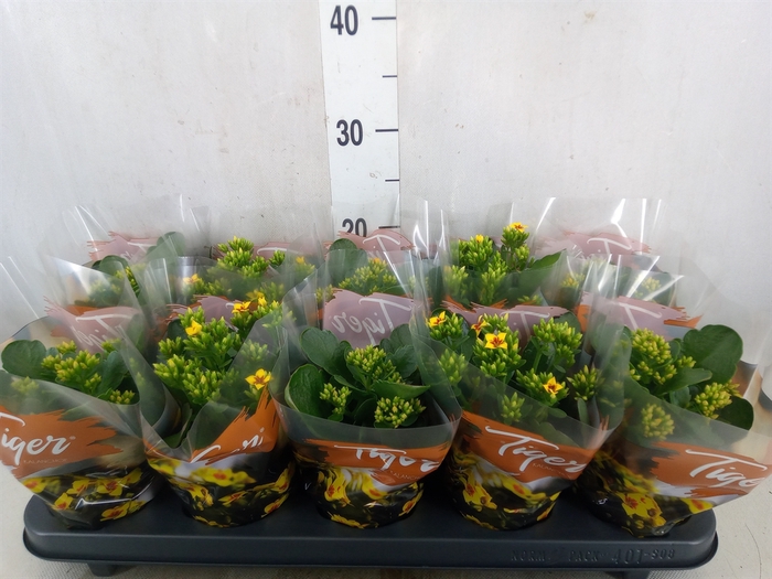 <h4>Kalanchoe blos. 'Tiger Single' .mix</h4>