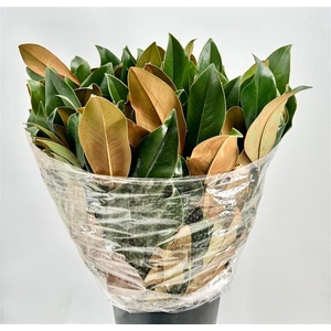 DEC Magnolia Leaves 300gr