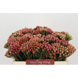 Brunia Laevis Red
