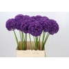 Allium Ambassador