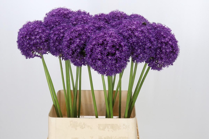 <h4>Allium Ambassador</h4>