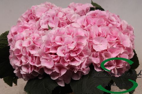 <h4>HYDR M CH VERENA</h4>