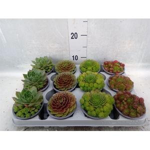 Sempervivum   ...mix