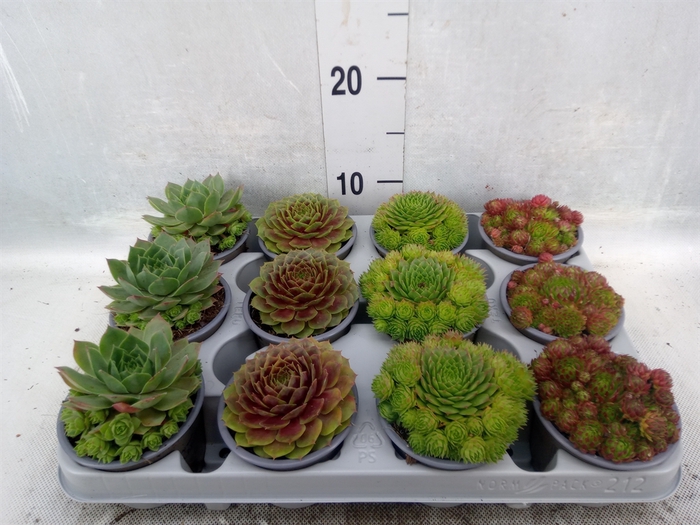 <h4>Sempervivum   ...mix</h4>