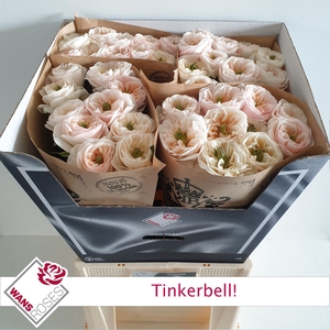 R Gr Tinkerbell Wans
