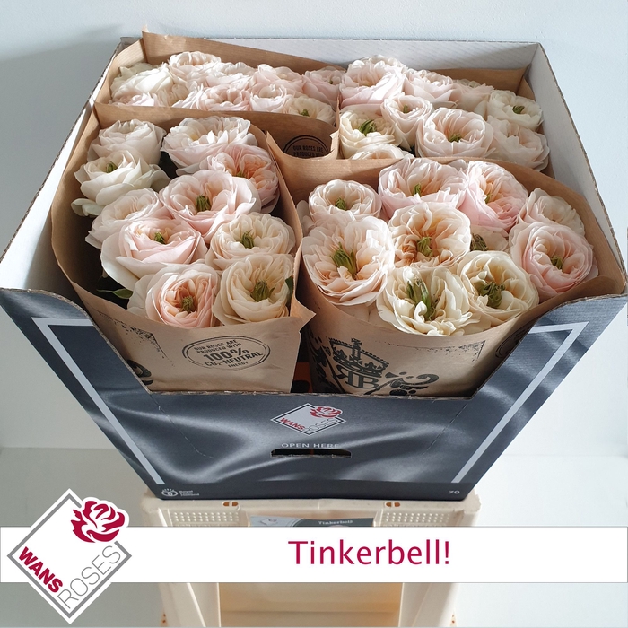<h4>R Gr Tinkerbell Wans</h4>