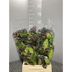 Viburnum Tinus Bes 250gr