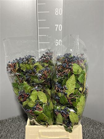 <h4>Viburnum Tinus Bes 250gr</h4>