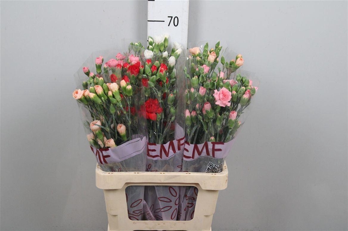 <h4>Di Tr Gem In Fust</h4>