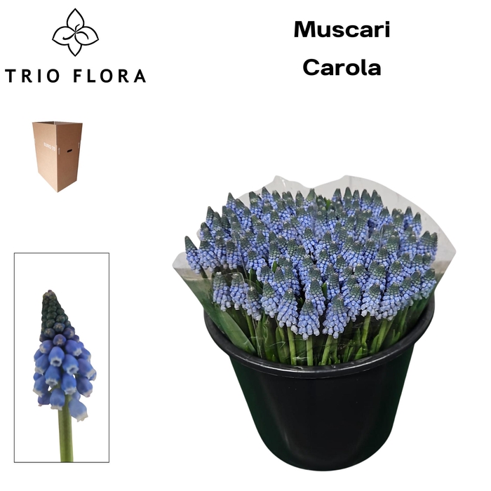 <h4>MUSCARI CAROLA Aqua Box 150</h4>