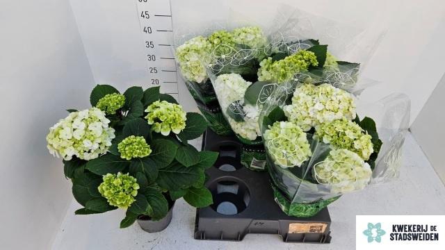 <h4>HYDR M MERLIN</h4>