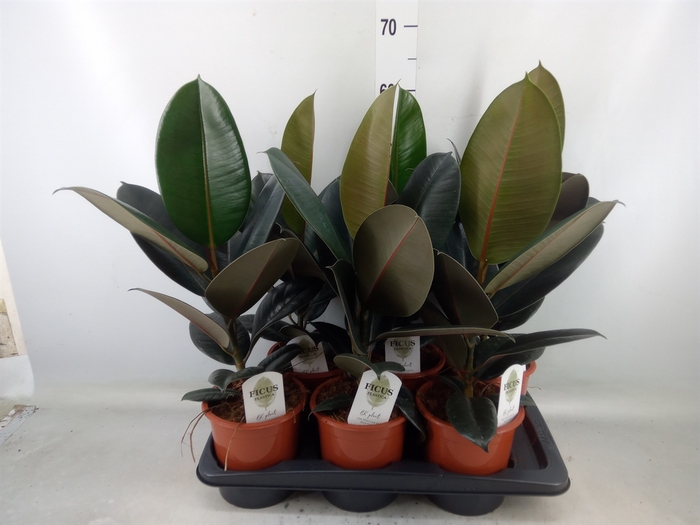 <h4>Ficus elastica 'Abidjan'</h4>