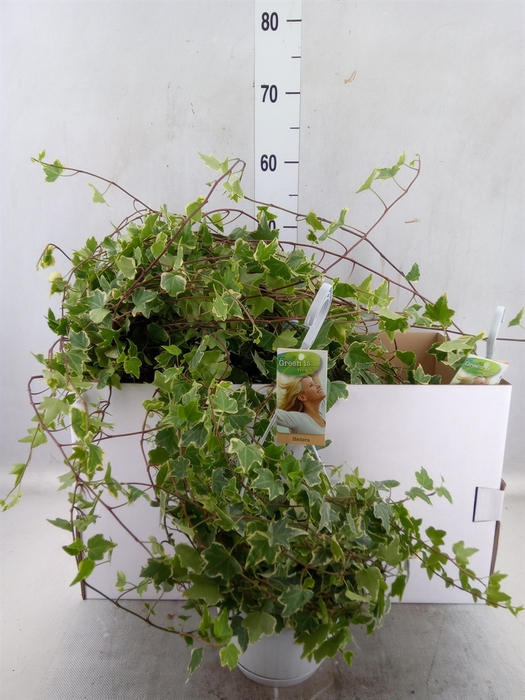 <h4>Hedera helix 'Eva'</h4>