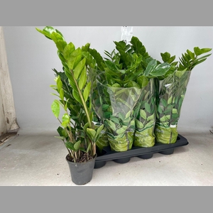 ZAMIO ZAMIIFOLIA