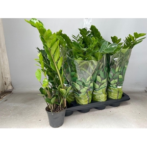 ZAMIO ZAMIIFOLIA