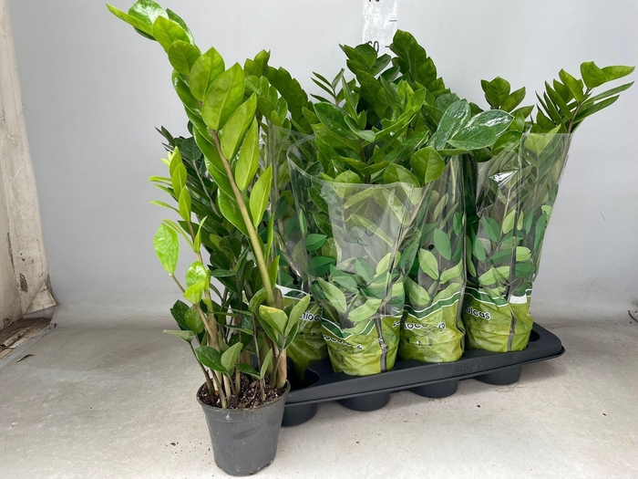 <h4>ZAMIO ZAMIIFOLIA</h4>