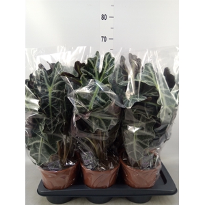 Alocasia amazonica 'Polly'