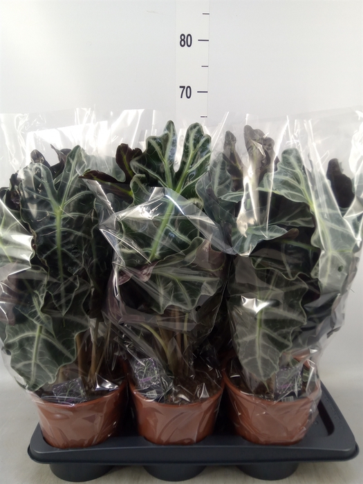 <h4>Alocasia amazonica 'Polly'</h4>